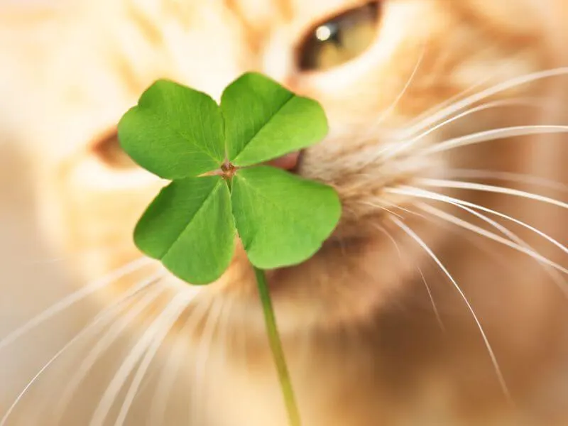 160 Irish Cat Names: Celtic Names from the Emerald Isle